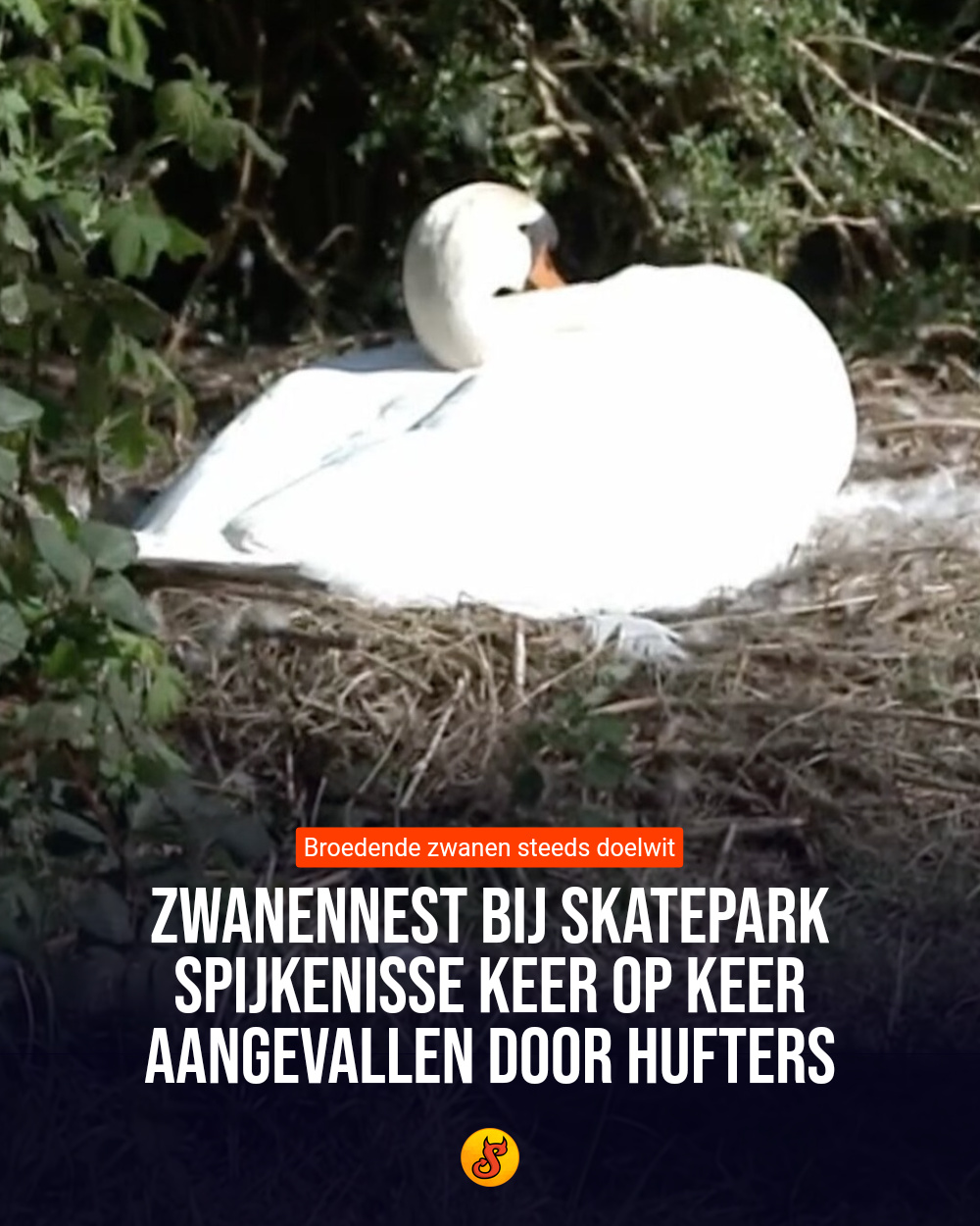 Zwanennest bij skatepark Spijkenisse keer op keer aangevallen door hufters
