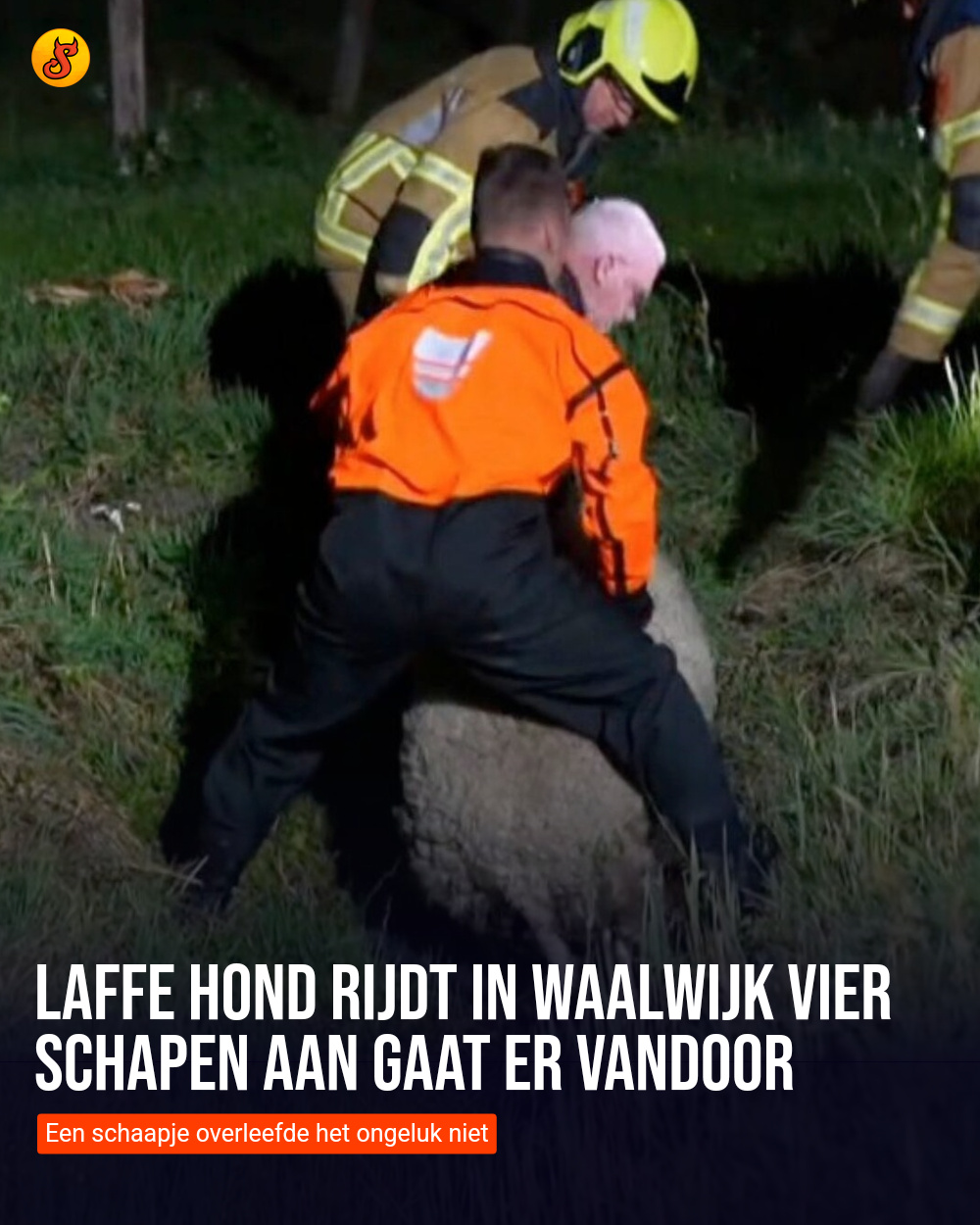 Laffe hond rijdt in Waalwijk vier schapen aan gaat er vandoor