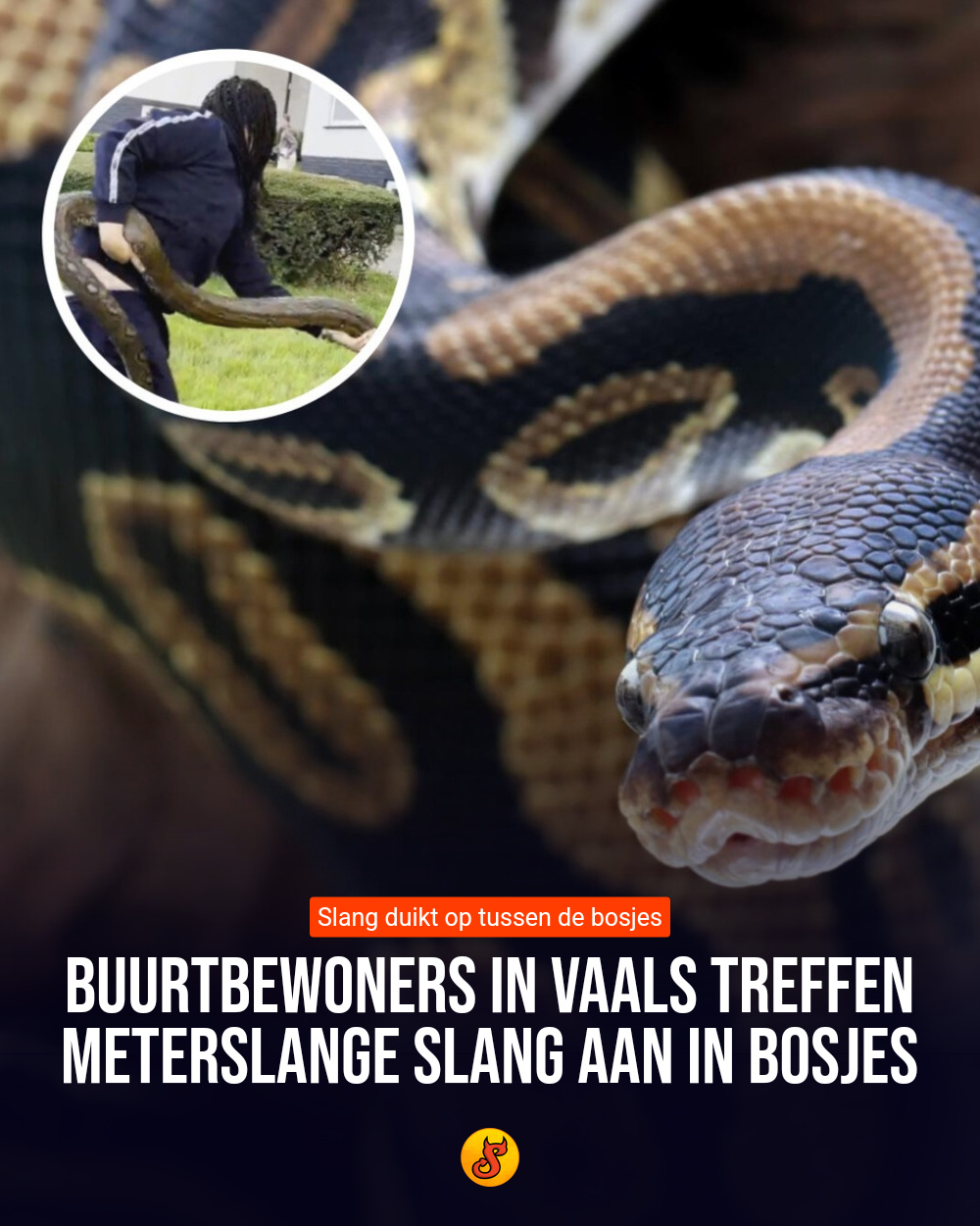 Buurtbewoners in Vaals treffen meterslange slang aan in bosjes