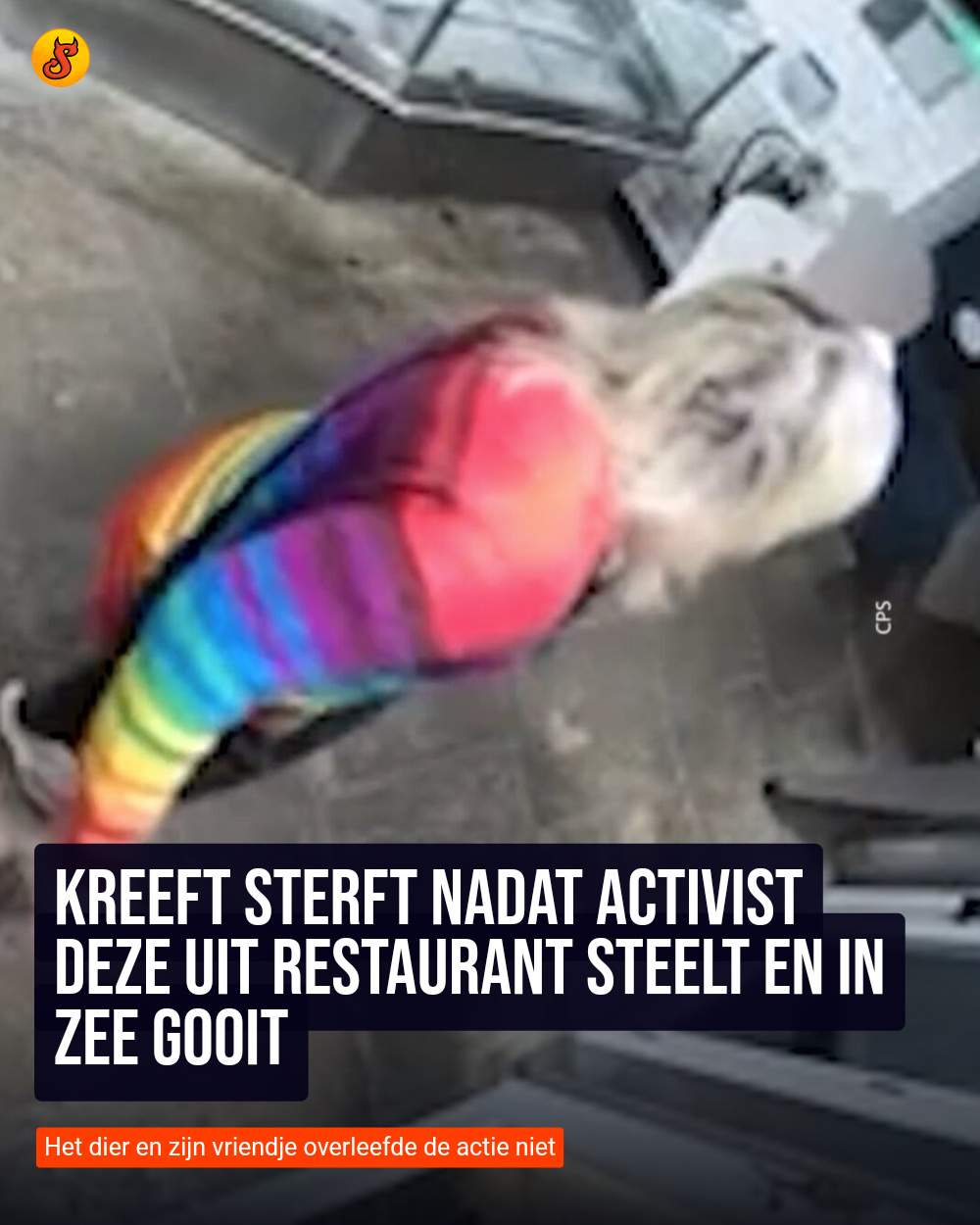 Kreeft sterft nadat activist deze uit restaurant steelt en in zee gooit