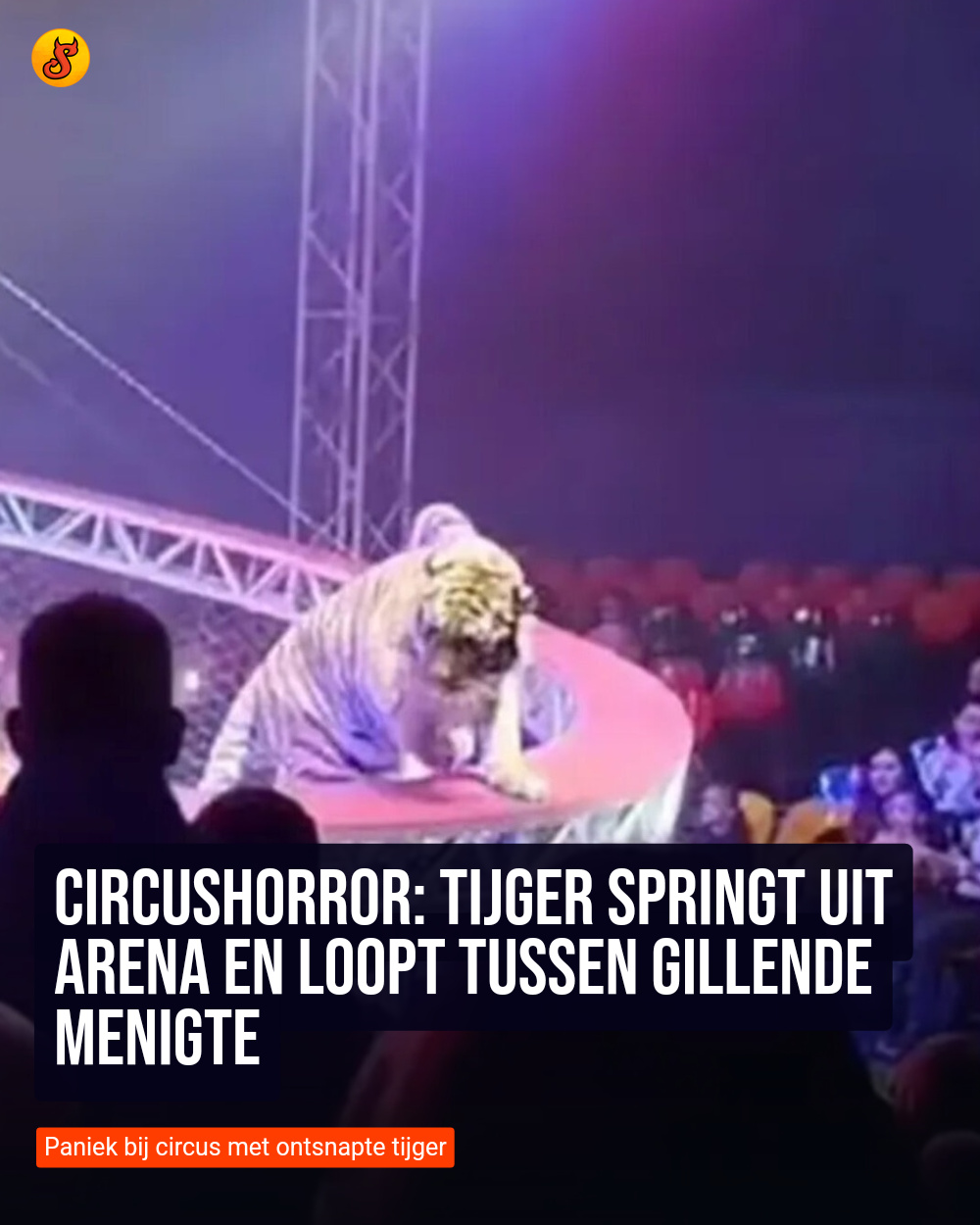 Circushorror: Tijger springt uit arena en loopt tussen gillende menigte