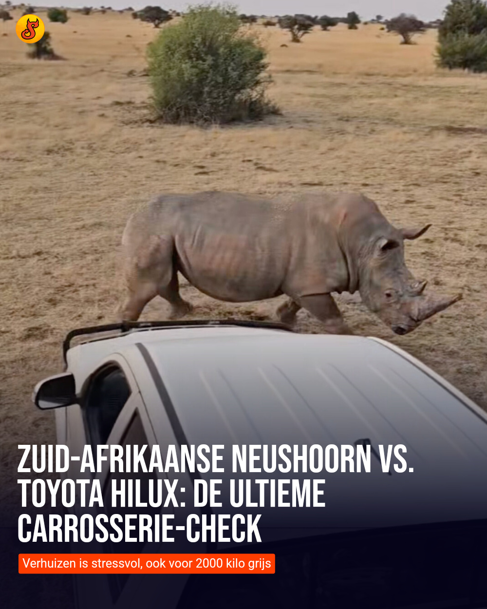 Zuid-Afrikaanse neushoorn vs. Toyota Hilux: De ultieme carrosserie-check