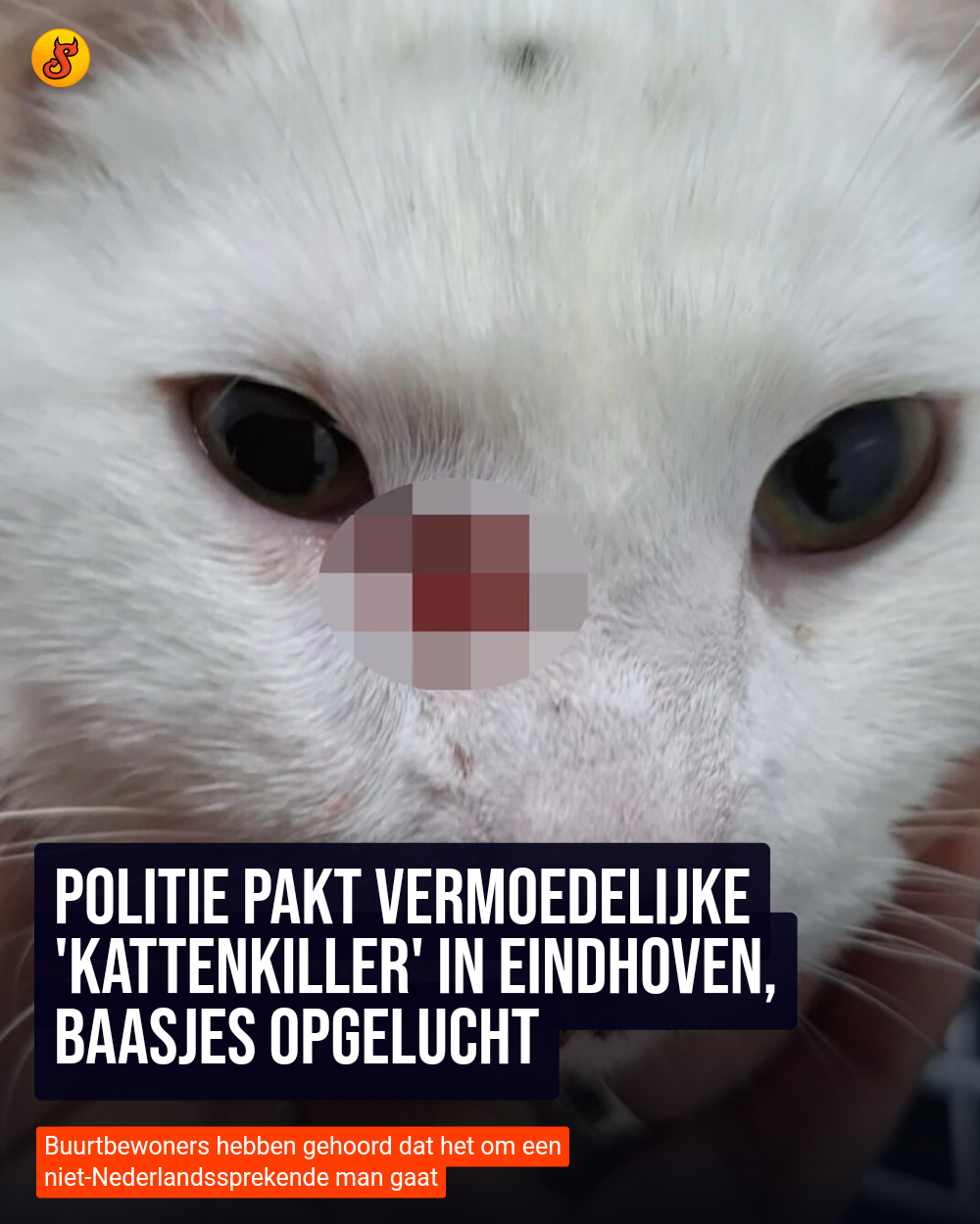 Politie pakt vermoedelijke 'kattenkiller' in Eindhoven, baasjes opgelucht