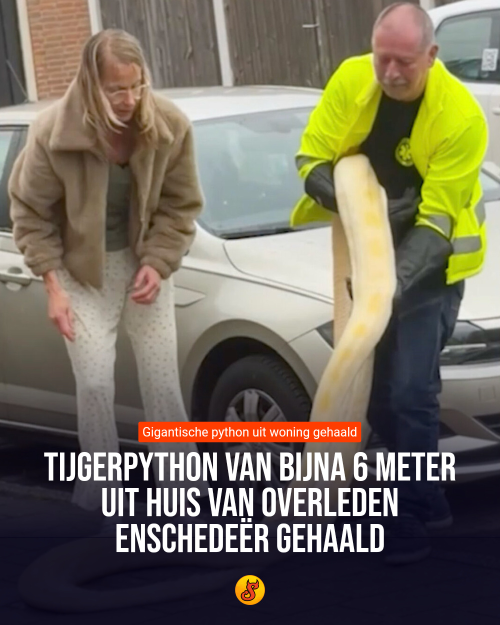 Tijgerpython van bijna 6 meter uit huis van overleden Enschedeër gehaald