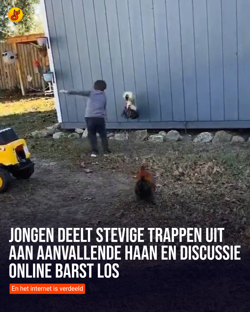 Jongen deelt stevige trappen uit aan aanvallende haan en discussie online barst los