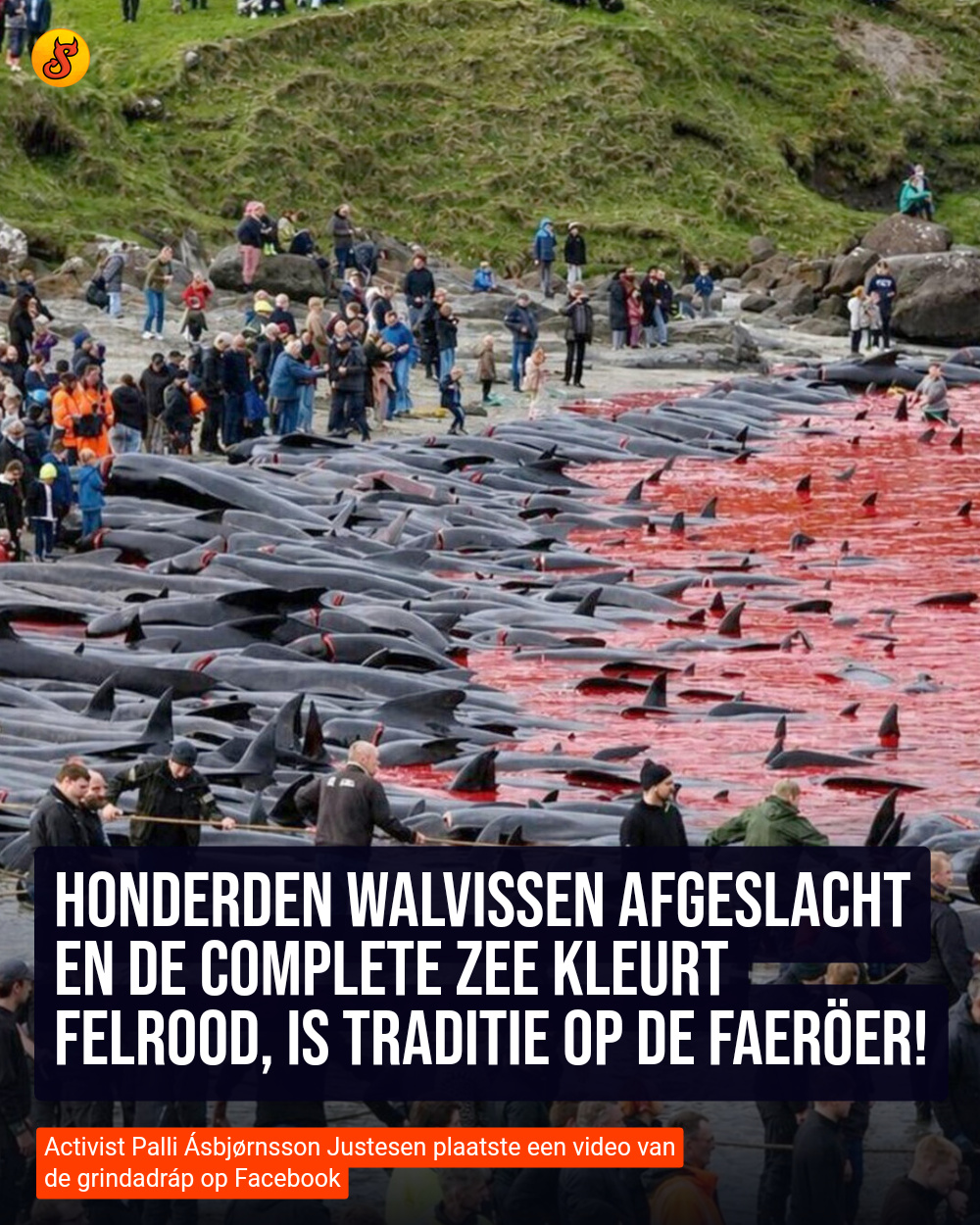 Honderden walvissen afgeslacht en de complete zee kleurt felrood, is traditie op de Faeröer!