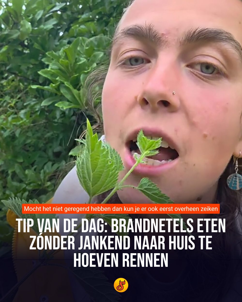 Tip van de dag: Brandnetels eten zónder jankend naar huis te hoeven rennen