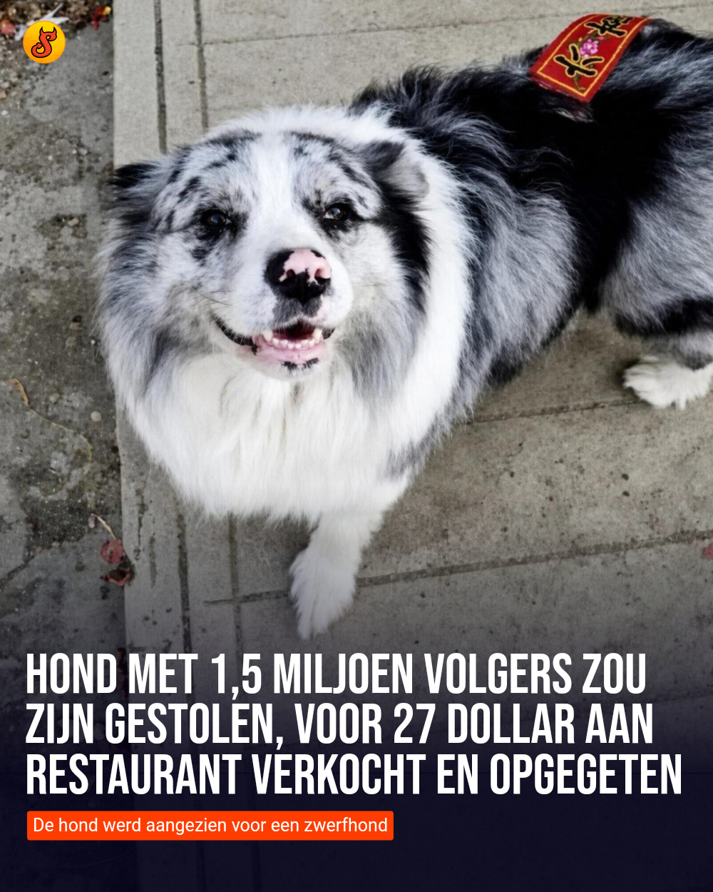 Hond met 1,5 miljoen volgers zou zijn gestolen, voor 27 dollar aan restaurant verkocht en opgegeten