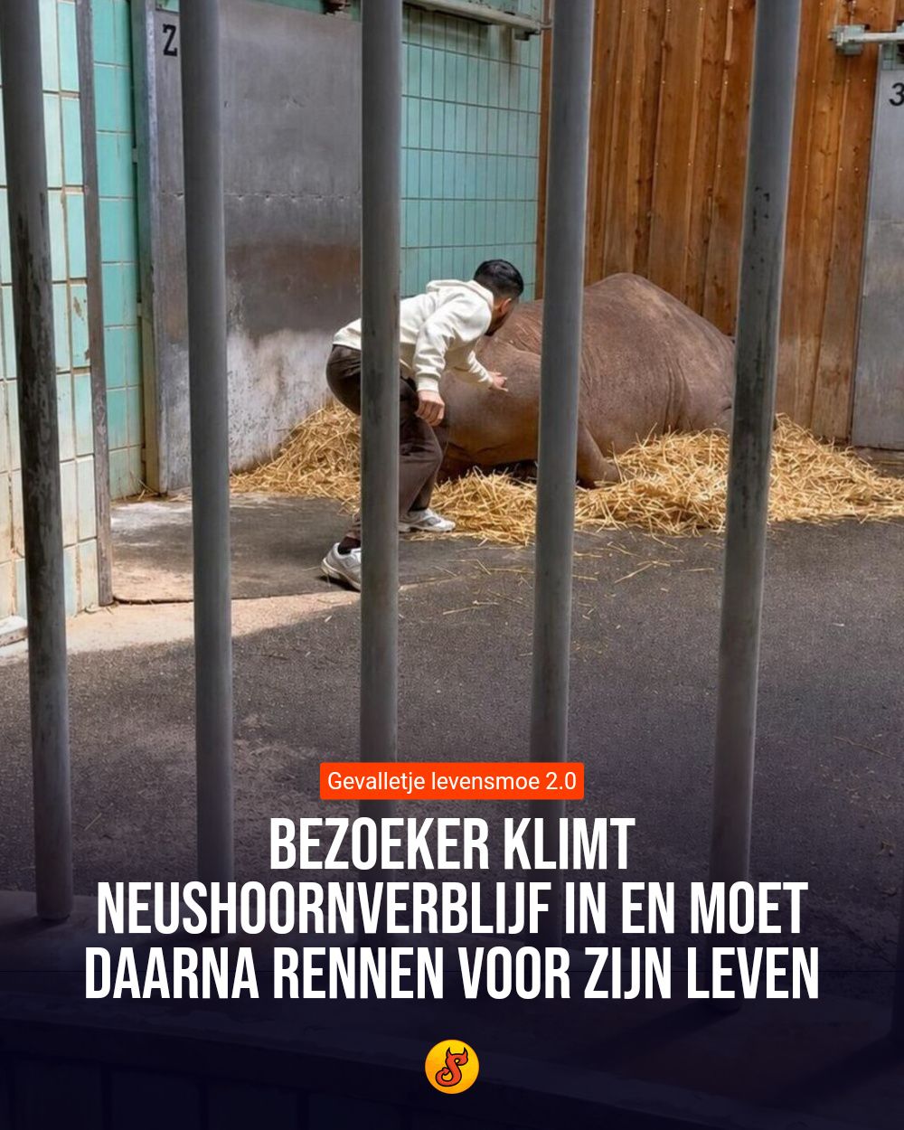 Bezoeker klimt neushoornverblijf in en moet daarna rennen voor zijn leven