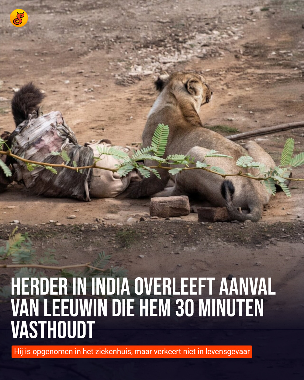 Herder in India overleeft aanval van leeuwin die hem 30 minuten vasthoudt