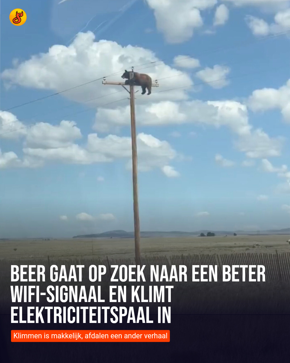 Beer gaat op zoek naar een beter wifi-signaal en klimt elektriciteitspaal in