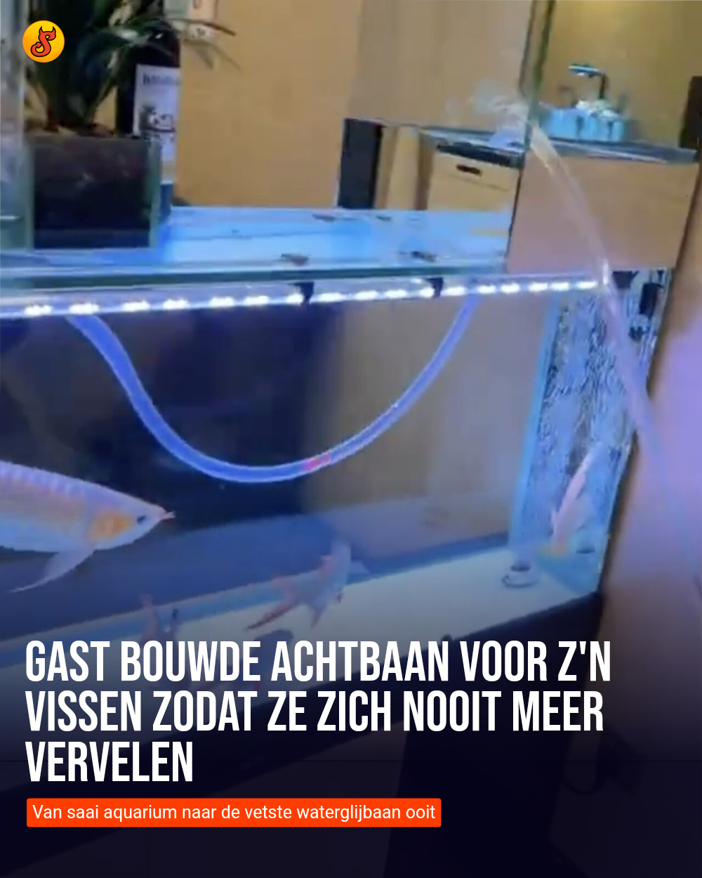 Gast bouwde achtbaan voor z'n vissen zodat ze zich nooit meer vervelen