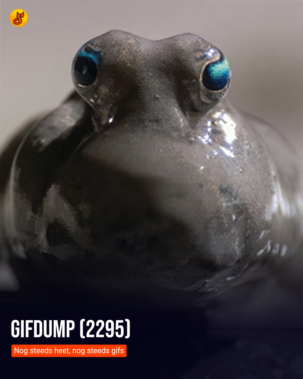Gifdump (2295)