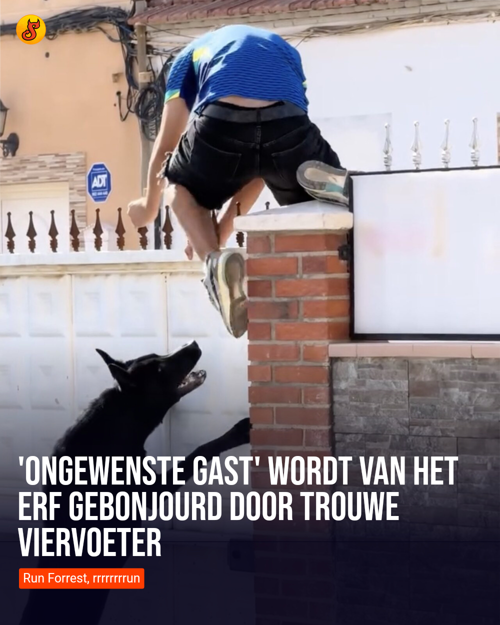 'Ongewenste gast' wordt van het erf gebonjourd door trouwe viervoeter