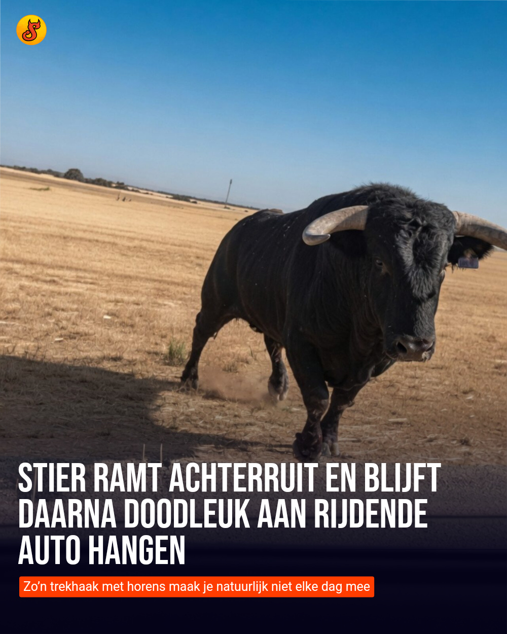 Stier ramt achterruit en blijft daarna doodleuk aan rijdende auto hangen