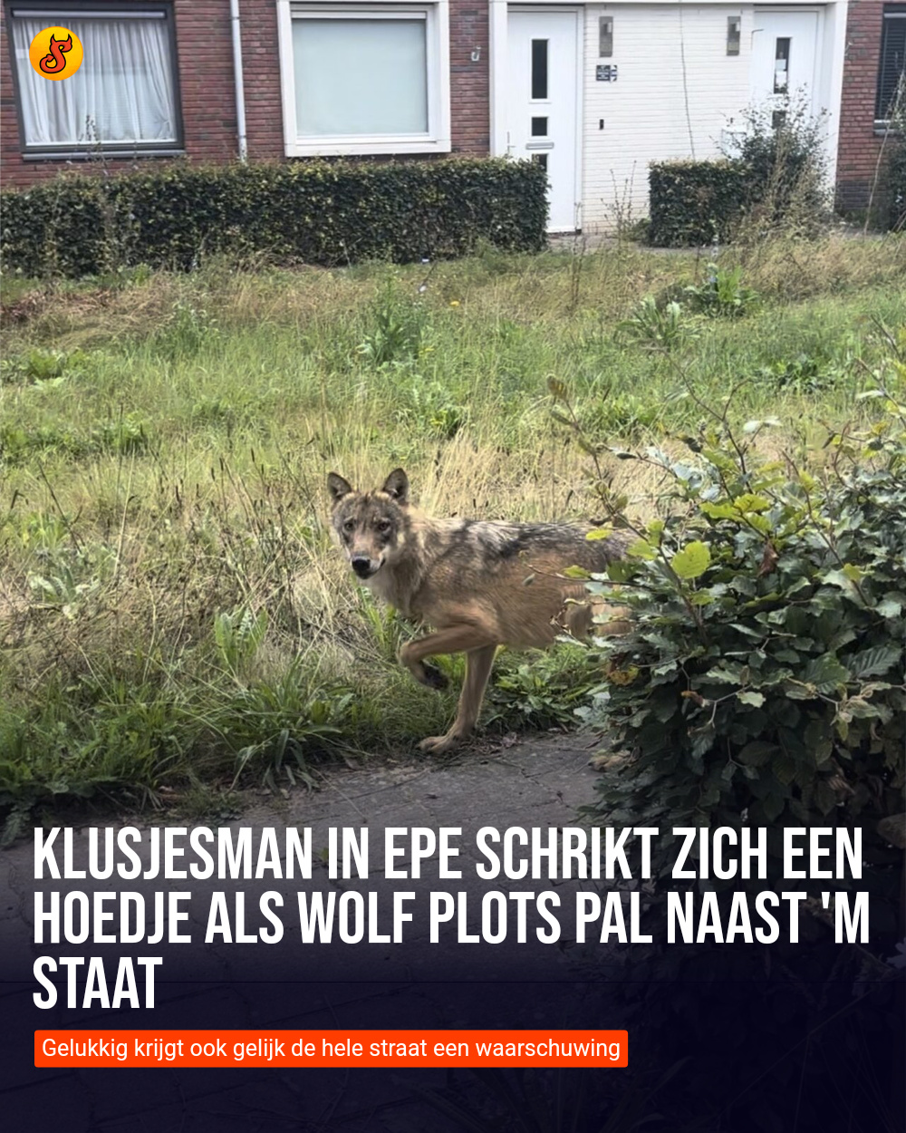 Klusjesman in Epe schrikt zich een hoedje als wolf plots pal naast 'm staat