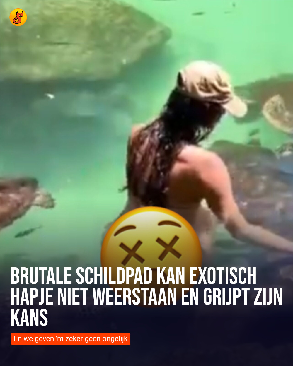 Brutale schildpad kan exotisch hapje niet weerstaan en grijpt zijn kans