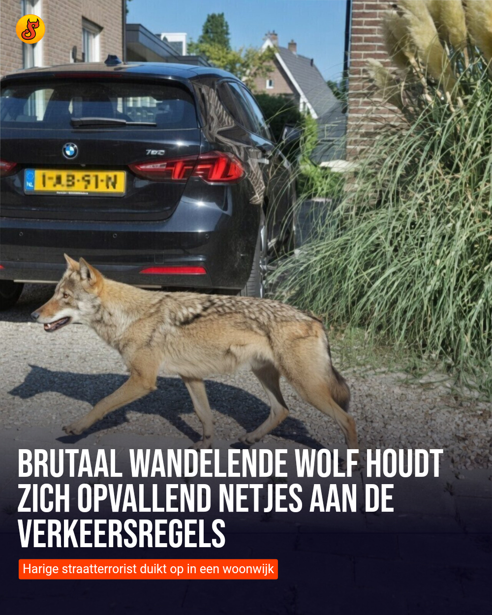 Brutaal wandelende wolf houdt zich opvallend netjes aan de verkeersregels