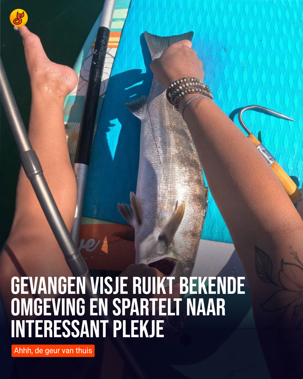 Gevangen visje ruikt bekende omgeving en spartelt naar interessant plekje