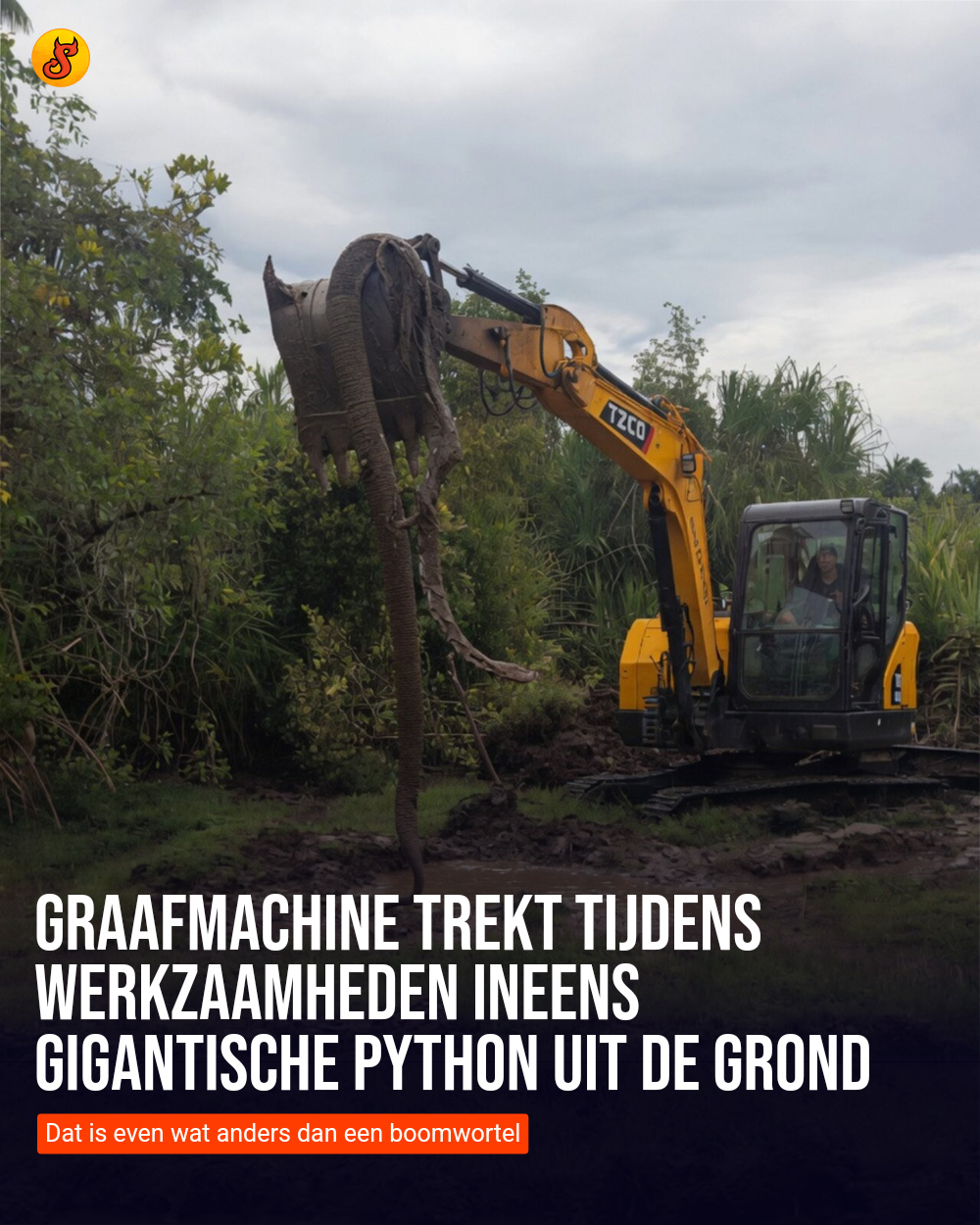 Graafmachine trekt tijdens werkzaamheden ineens gigantische python uit de grond