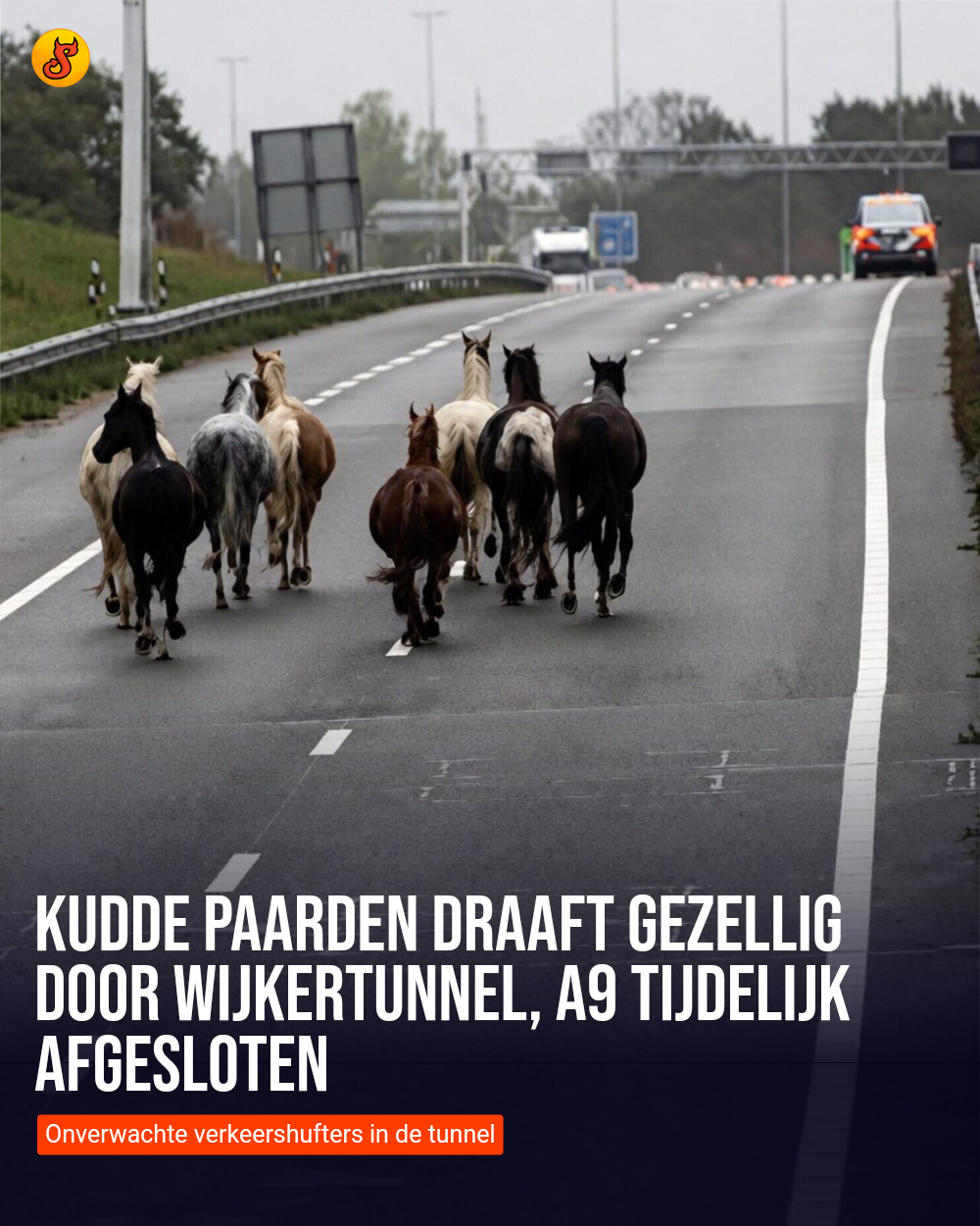 Kudde paarden draaft gezellig door Wijkertunnel, A9 tijdelijk afgesloten