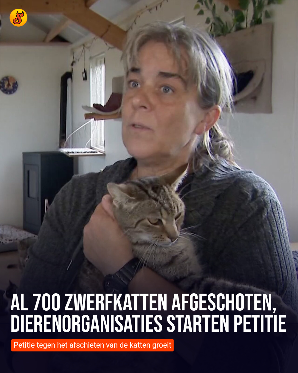 Al 700 zwerfkatten afgeschoten, dierenorganisaties starten petitie