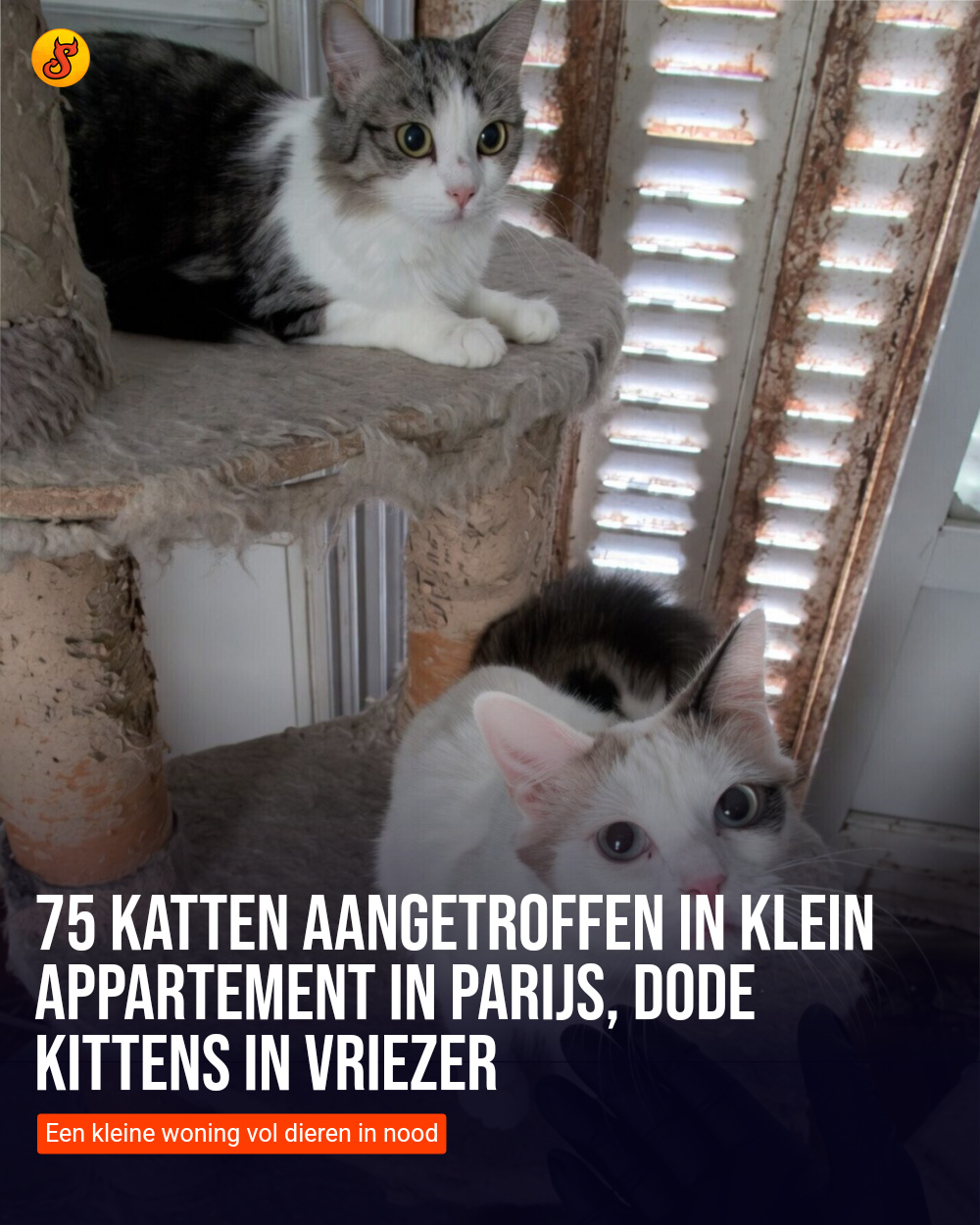 75 katten aangetroffen in klein appartement in Parijs, dode kittens in vriezer