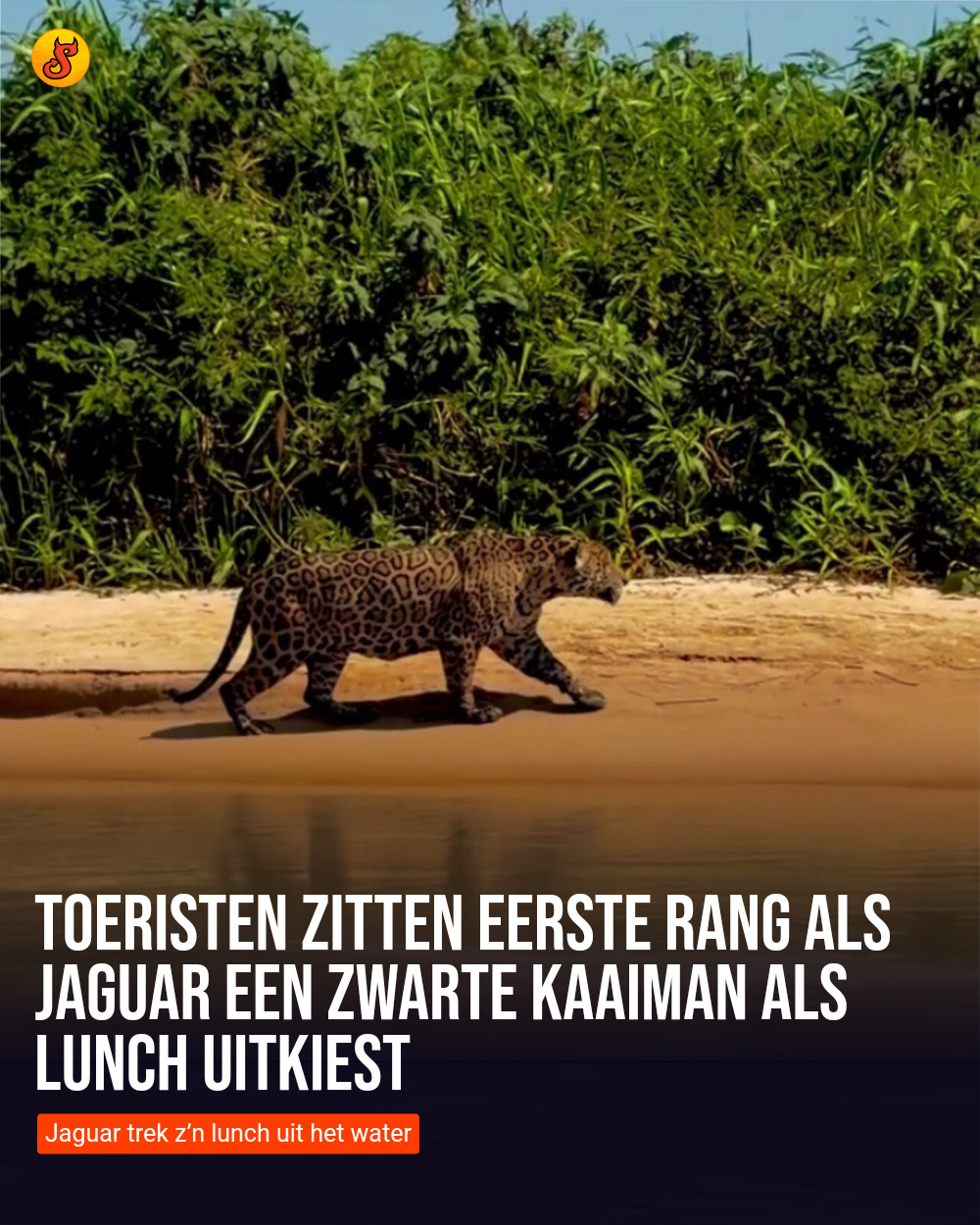 Toeristen zitten eerste rang als jaguar een zwarte kaaiman als lunch uitkiest
