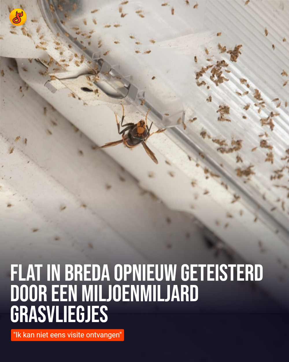 Flat in Breda opnieuw geteisterd door een miljoenmiljard grasvliegjes