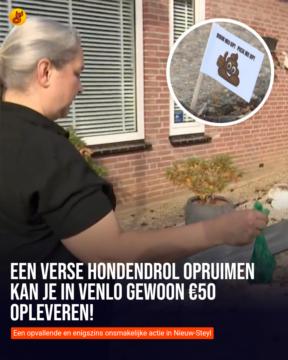 Een verse hondendrol opruimen kan je in Venlo gewoon €50 opleveren!