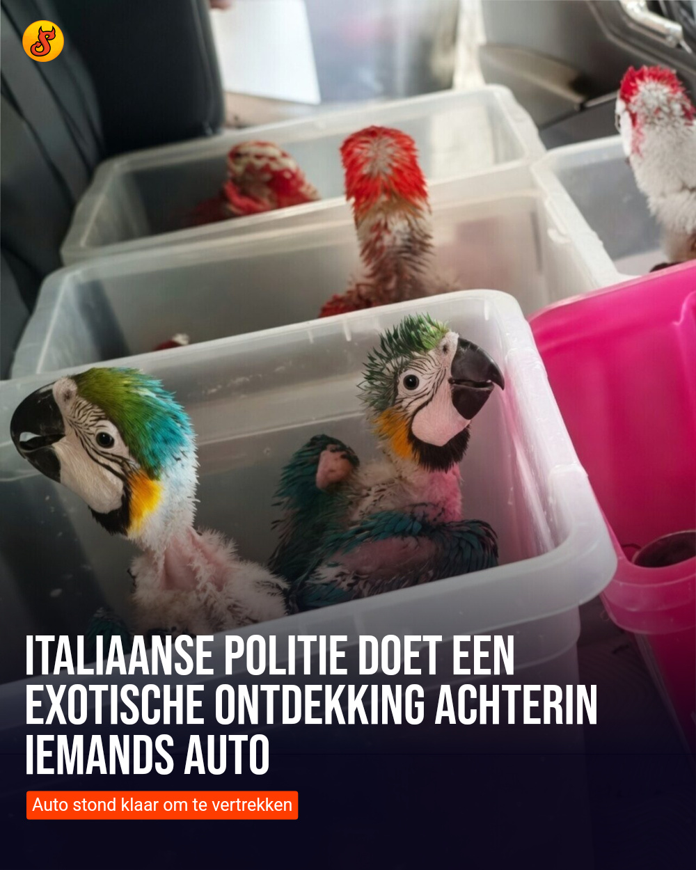 Italiaanse politie doet een exotische ontdekking achterin iemands auto