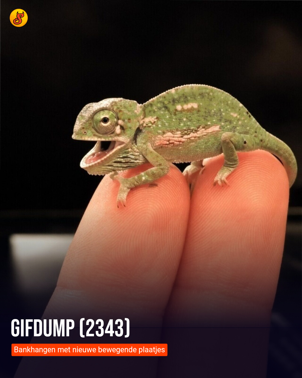 Gifdump (2343)