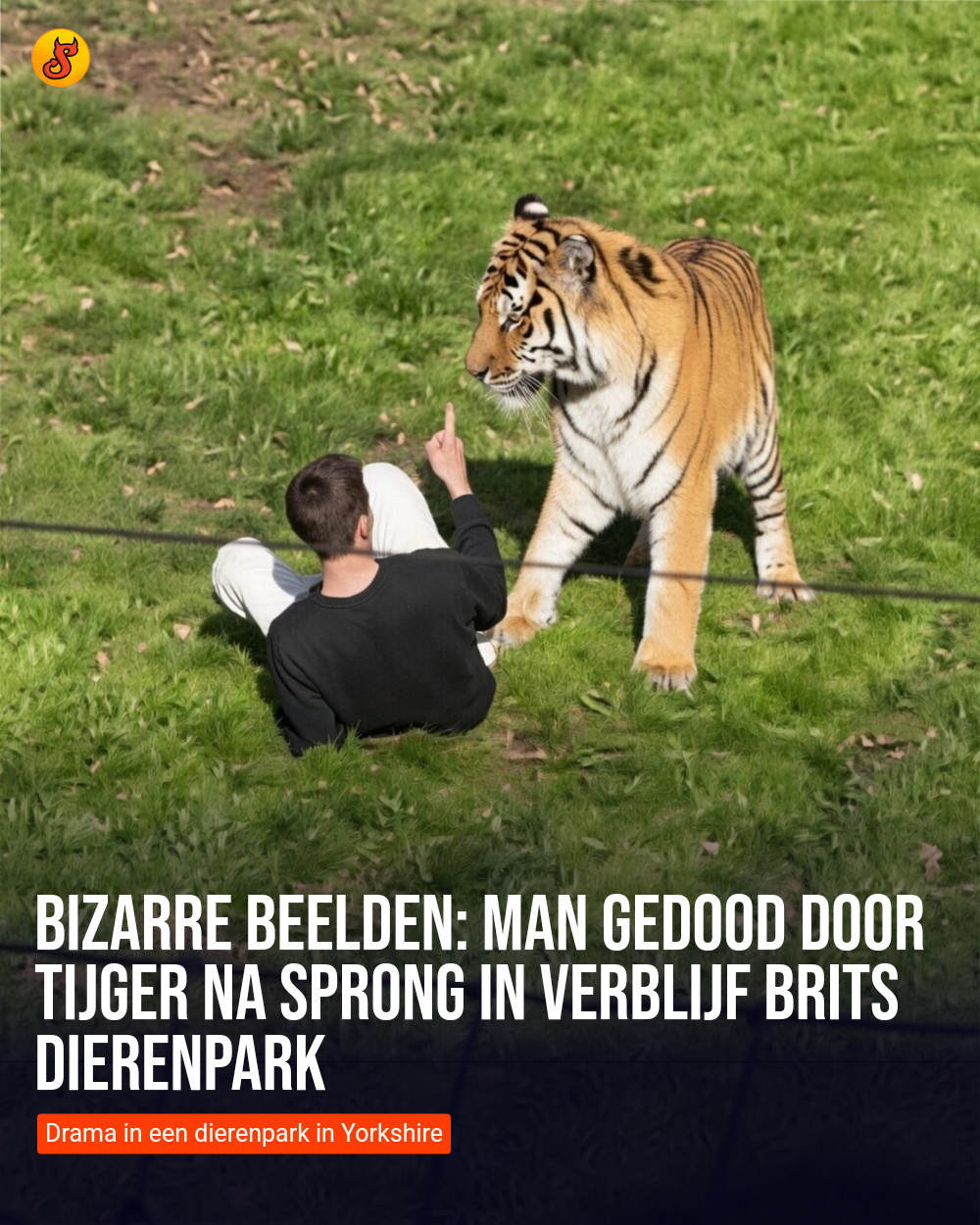 Bizarre beelden: Man gedood door tijger na sprong in verblijf Brits dierenpark