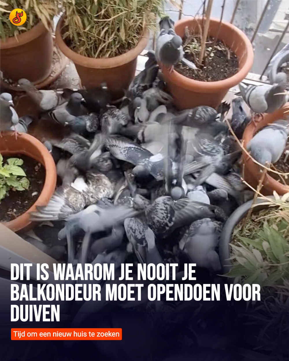 Dit is waarom je NOOIT je balkondeur moet opendoen voor duiven