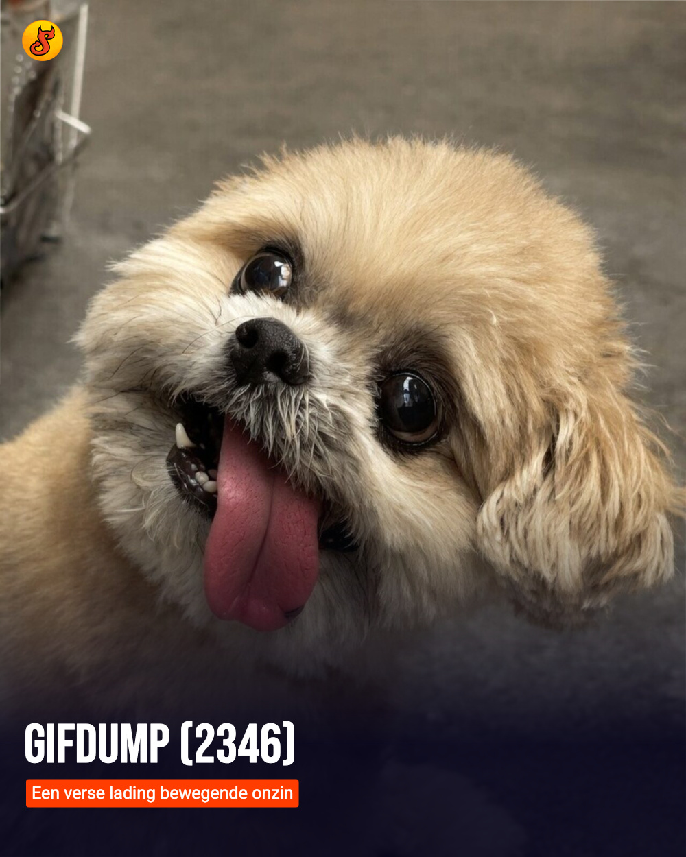 Gifdump (2346)