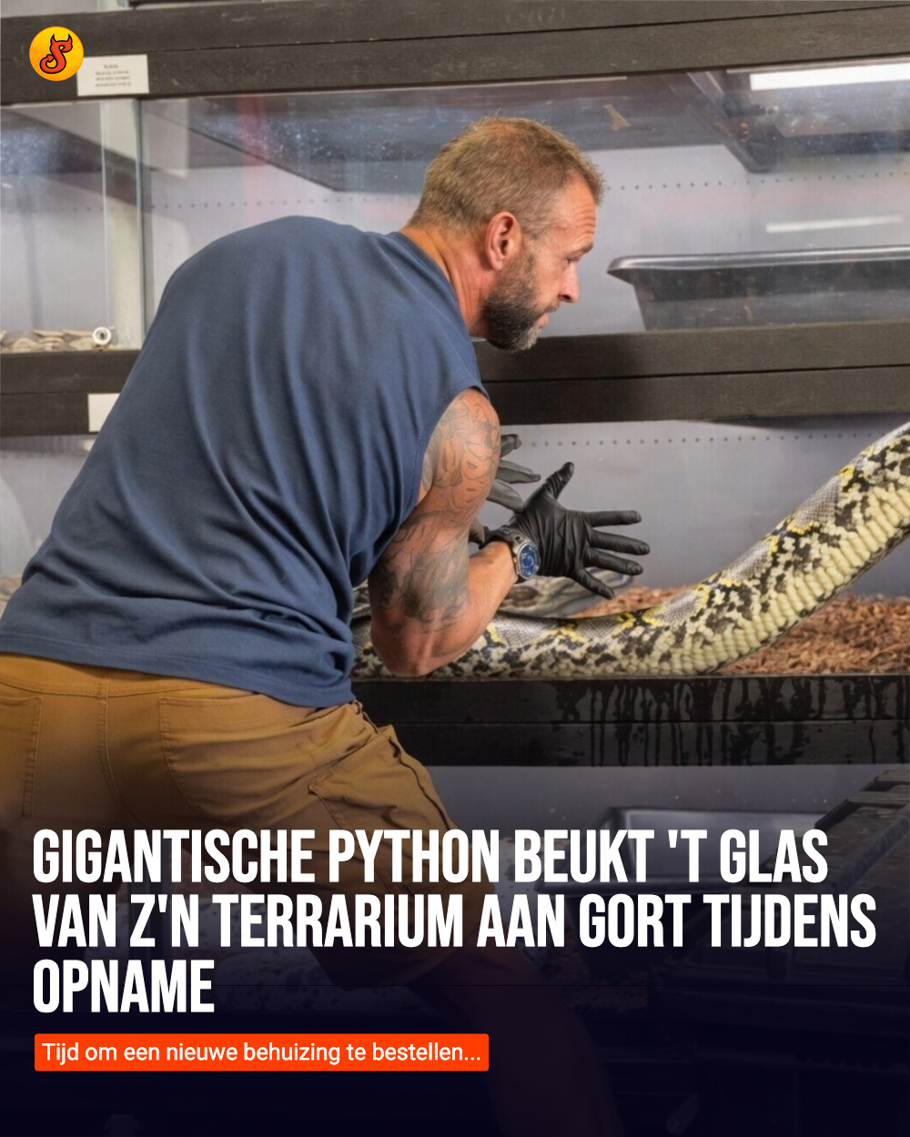 Gigantische python beukt 't glas van z'n terrarium aan gort tijdens opname