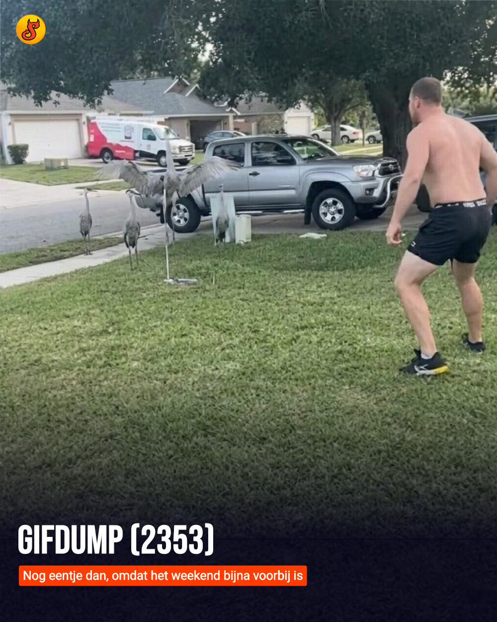 Gifdump (2353)