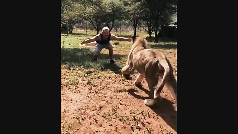 Dexter de leeuw begroet de man die hem in het reservaat heeft grootgebracht