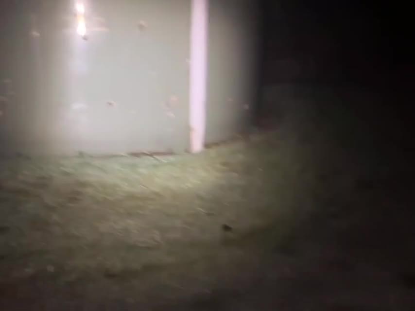 Dit bizarre geluid maakt de Nieuw-Zeelandse kiwi