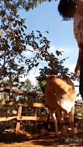 Die billen schud je maar ergens anders