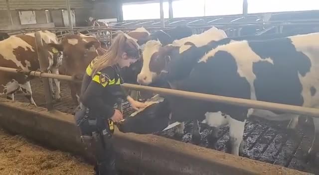 Politieagent wordt onheus bejegend door een koe