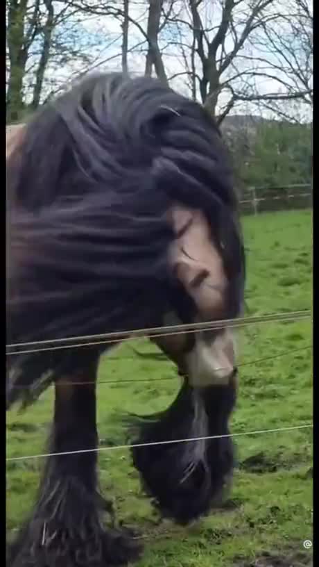 Als je haar maar goed zit