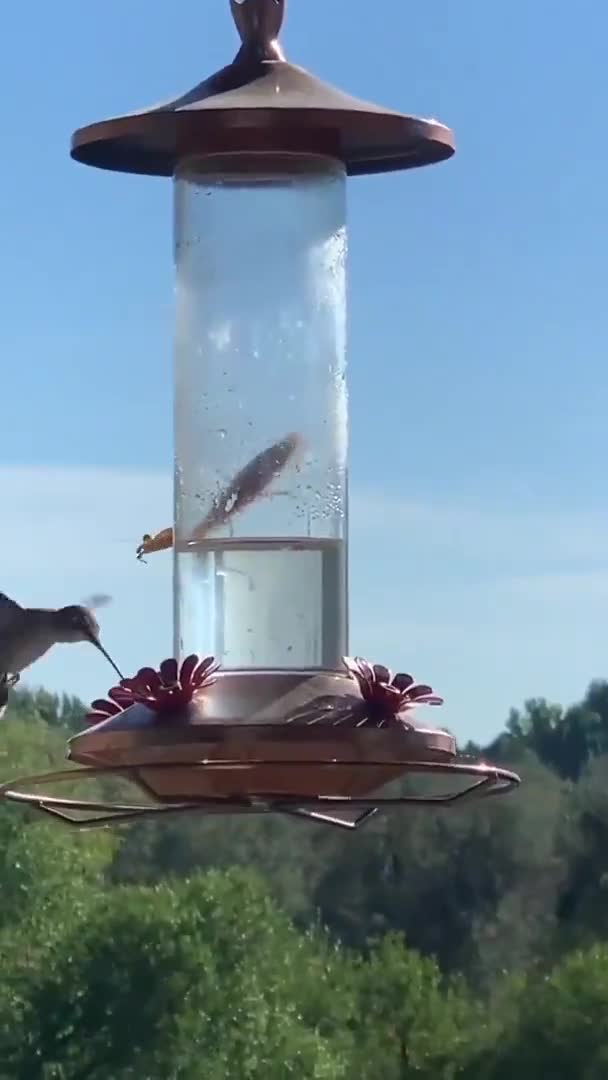Al eens een bidsprinkhaan een kolibri zien eten?