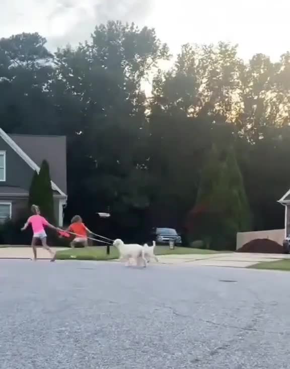 De hond uitlaten is soms een stuk gevaarlijke dan je denkt