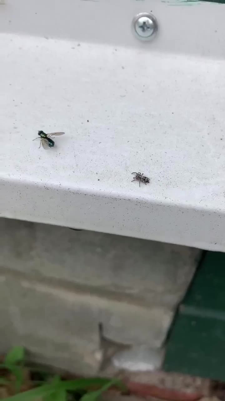 Sneaky spin zet aanval in op irritante vlieg