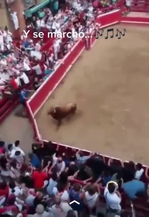 Stier is pislink, neemt wraak en springt het publiek in