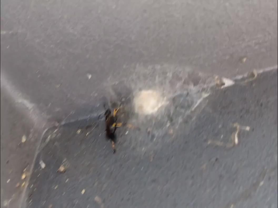 Nope vs nope