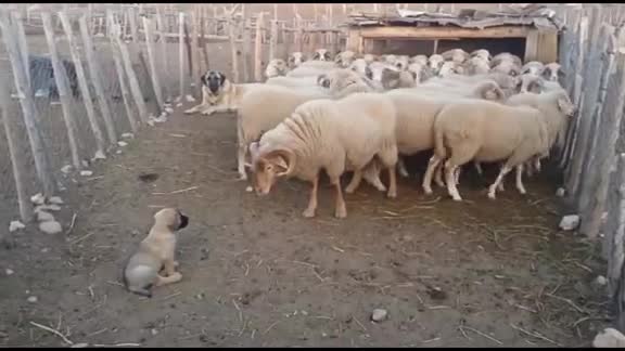 Deze hond hield zijn pup goed in de gaten