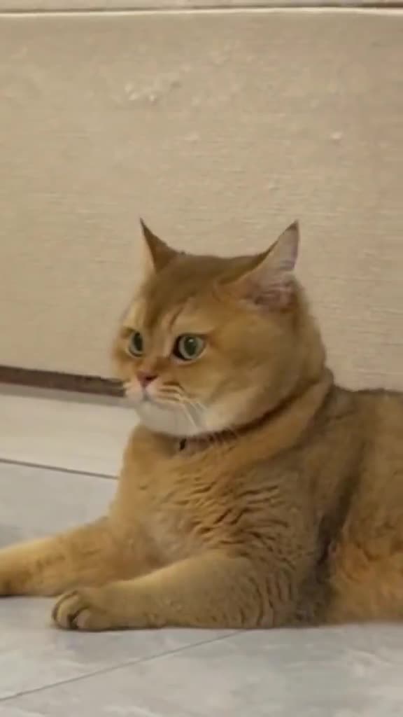 Bestaat er een dommere kat dan deze?
