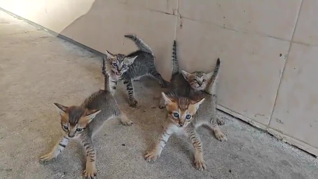 Deze 4 zijn niet voor de poes
